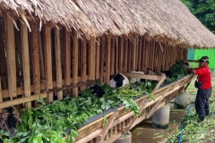 Composting-Facilities-and-Goat-Farming-1