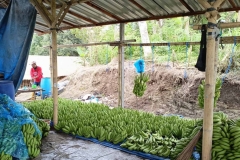 Fruit-Processing-Facilities-and-Chocolate-Factory