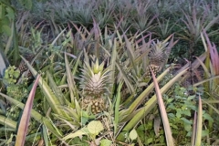 Fruit-and-Fruit-based-Products-2-Agri-Bali