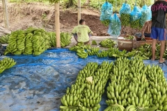 Fruit-and-Fruit-based-Products-3-Agri-Bali