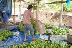 Fruit-and-Fruit-based-Products-4-Agri-Bali