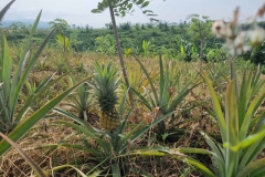 Fruit-and-Fruit-based-Products-6-Agri-Bali