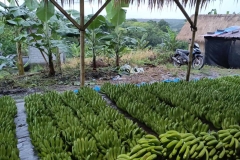 Fruit-and-Fruit-based-Products-7-Agri-Bali