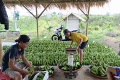 Fruit-and-Fruit-based-Products-Agri-3