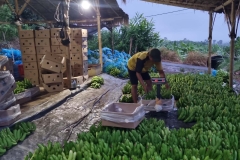 Fruit-and-Fruit-based-Products-Agri-4