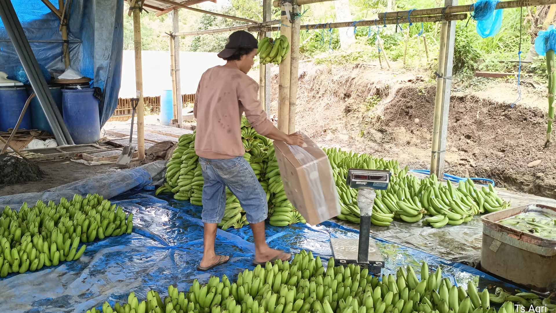 Fruit and Fruit-based Products 4 - Agri Bali