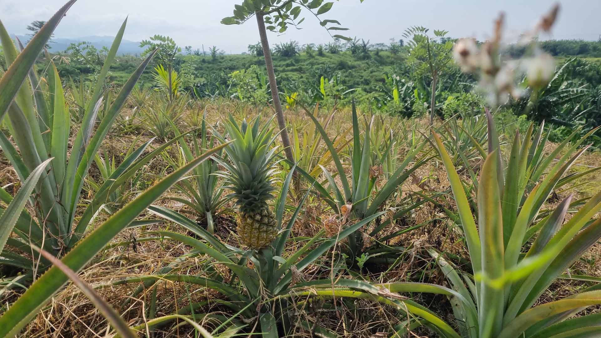 Fruit and Fruit-based Products 6 - Agri Bali
