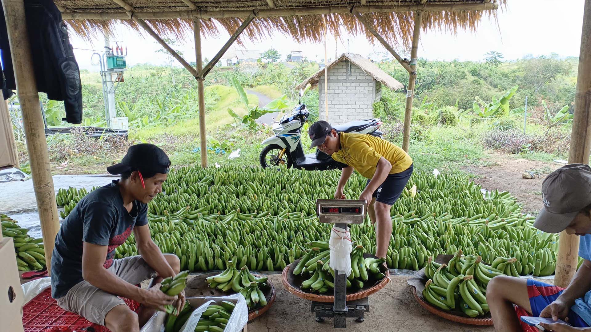 Fruit and Fruit-based Products Agri 3