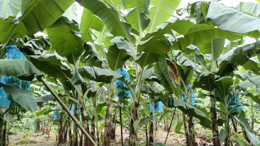 Mengenal Good Agricultural Practice